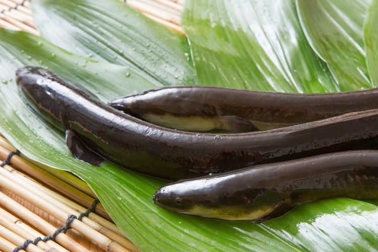 Dokter Temukan Belut Berenang di Perut Pria, Bagaimana Kisahnya?