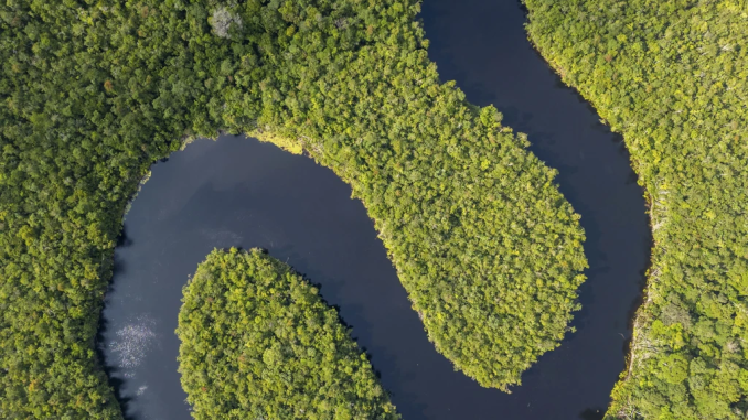 hutan amazon