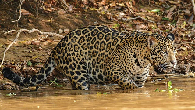 Jaguar di Brasil Pecahkan Rekor Berenang 2,48 Kilometer Tanpa Henti