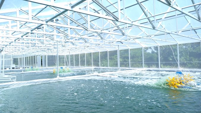 Kolam Budidaya Microalgae di Sidowayah, Klaten, Jawa Tengah mikroalga