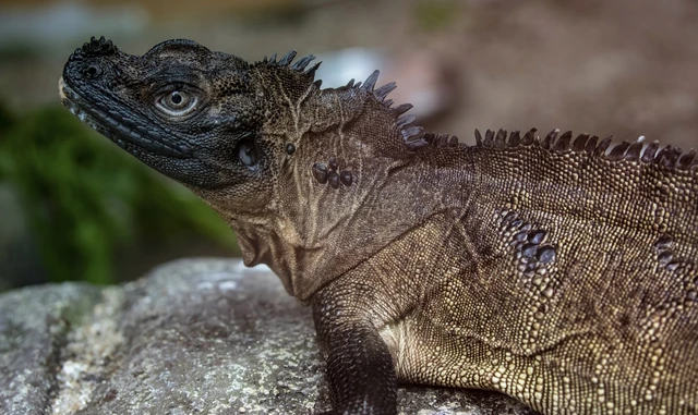 sailfin dragon