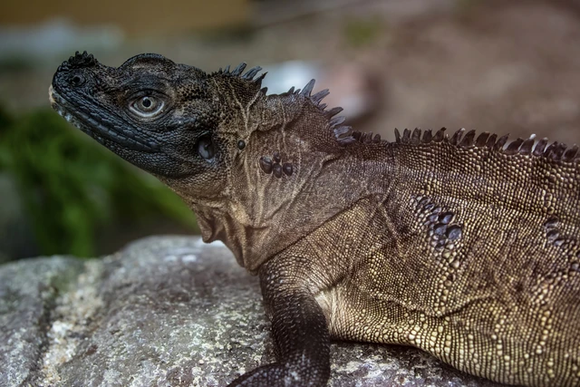 Menguak Fakta Sailfin Dragon, Kadal Bersirip Raksasa dari Asia Tenggara