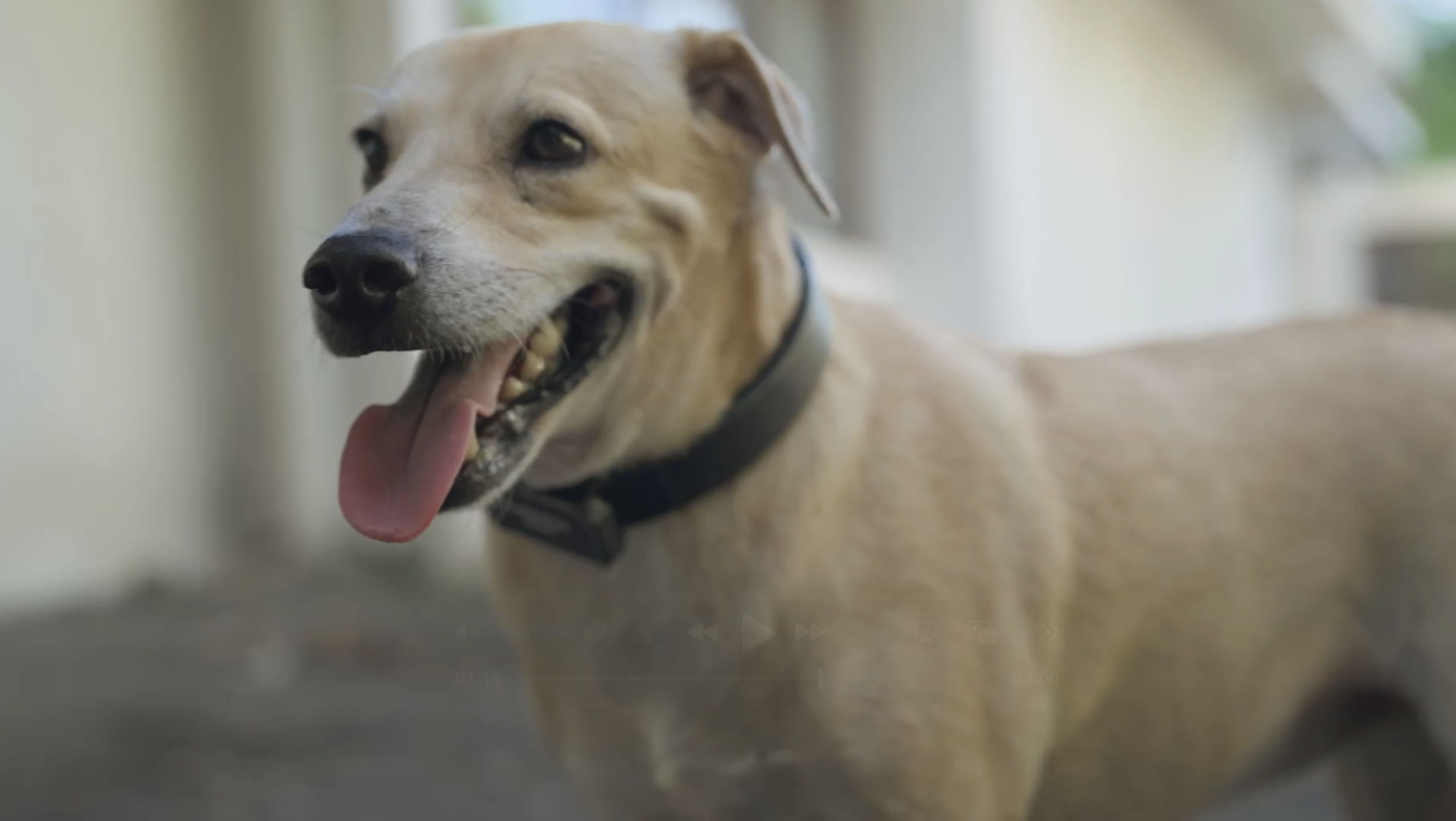 Lindungi Anjing Liar di Indonesia, Pawtective Siren Gunakan Teknologi Alarm Pintar