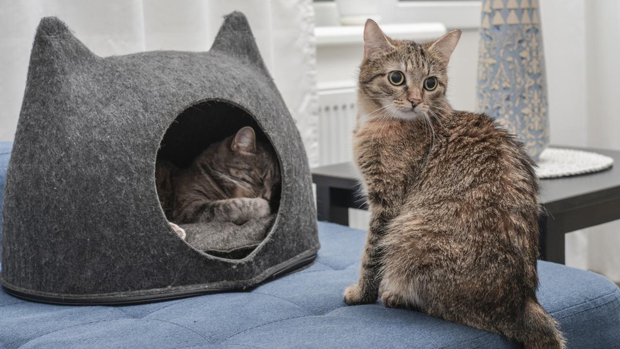 Kisah Pilu Kucing Setia yang Berkorban Nyawa Demi Melindungi Tuannya