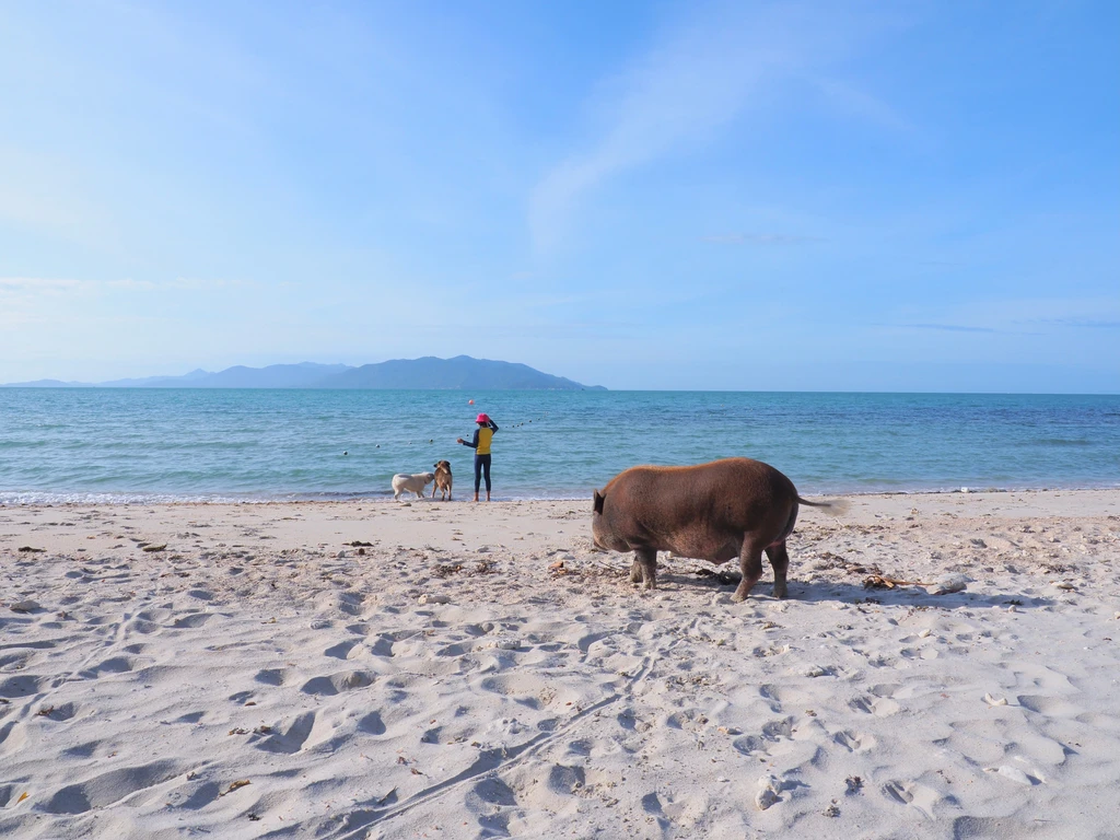 Jelajah Keunikan Koh Madsum, “Pig Island” Tersembunyi di Thailand