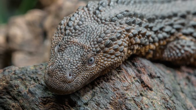 biawak tanpa telinga
