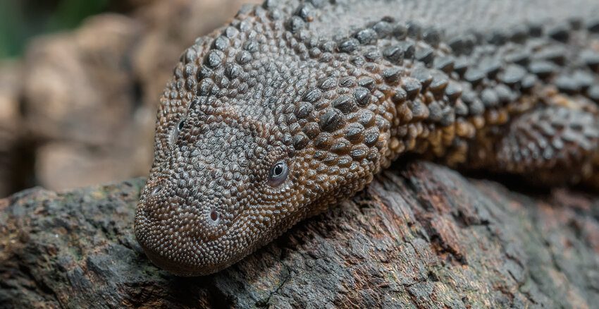 biawak tanpa telinga