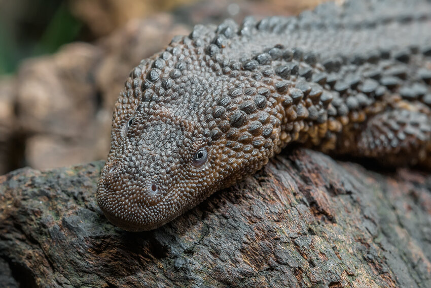Biawak Tanpa Telinga Borneo, Sang Naga Mini Purba di Tanah Kalimantan