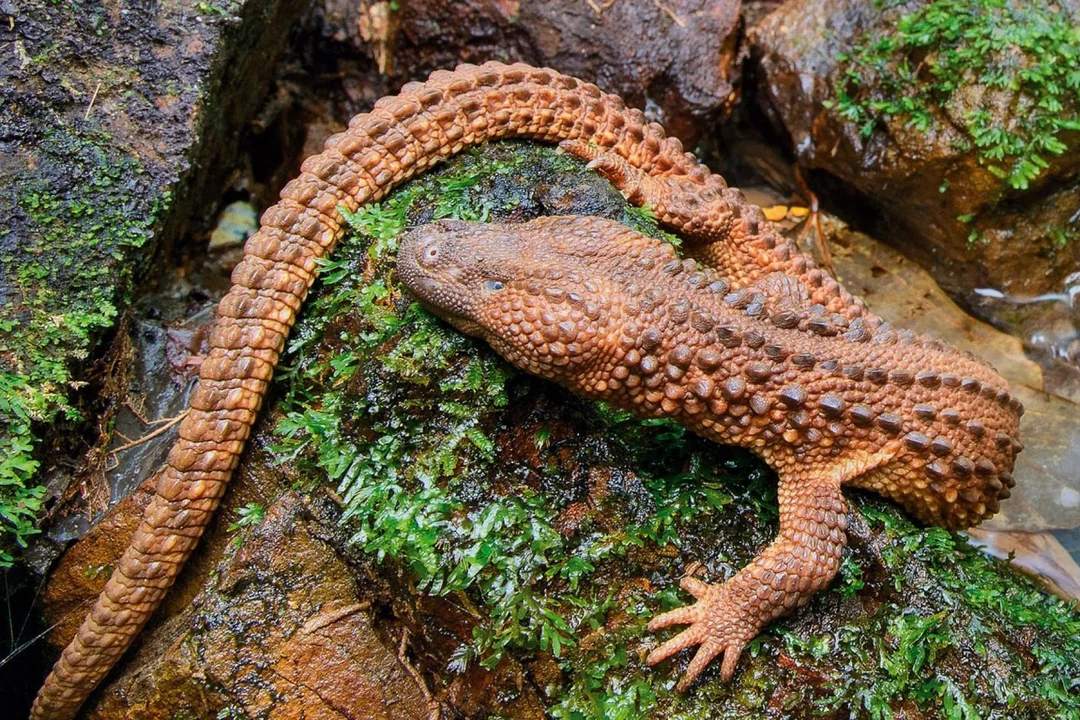 biawak tanpa telinga