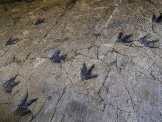 jejak dinosaurus