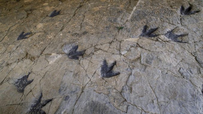 jejak dinosaurus
