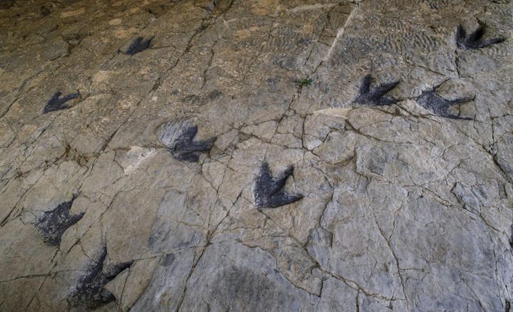 jejak dinosaurus