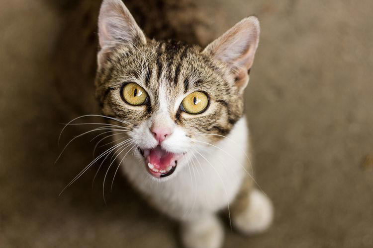 kucing mengeong