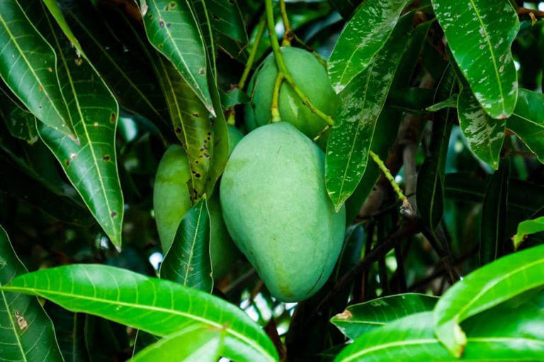 buah yang harus dihindari