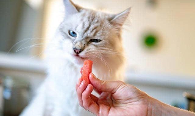 kucing peliharaan