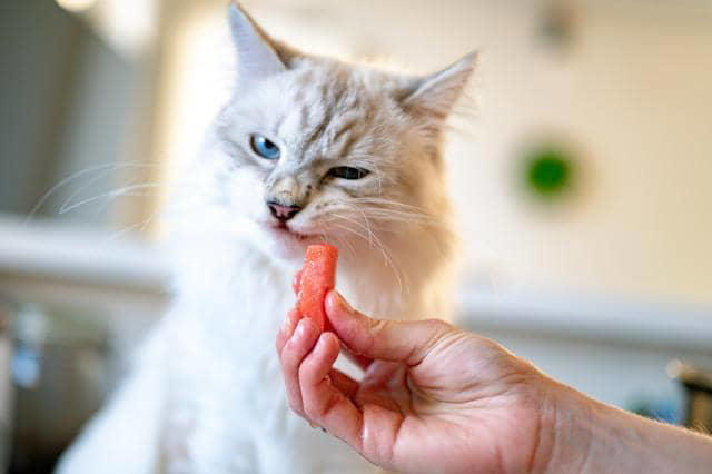 Perilaku Kucing Peliharaan yang Suka Menyerang Pemiliknya, Kenapa?