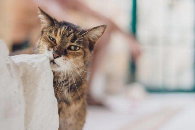 kucing peliharaan