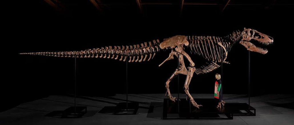 fosil t-rex