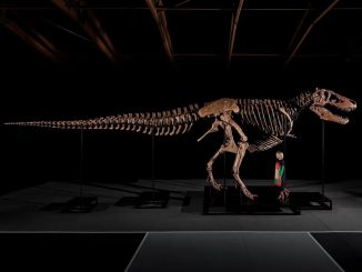 fosil t-rex