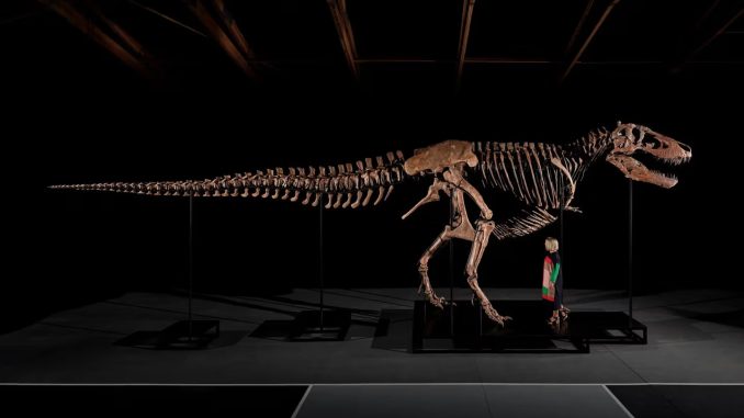 fosil t-rex