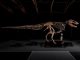 fosil t-rex