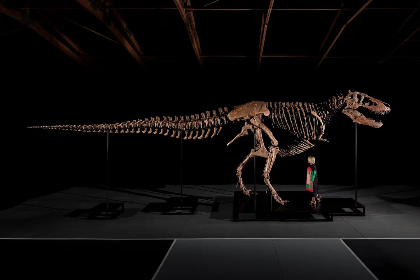 Pecahkan Rekor Dunia, Fosil T-Rex Gus Terjual Fantastis Senilai Rp800 Miliar