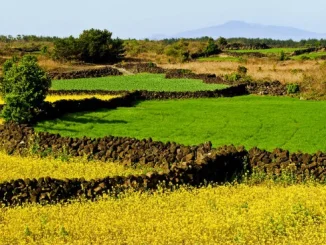 pulau jeju