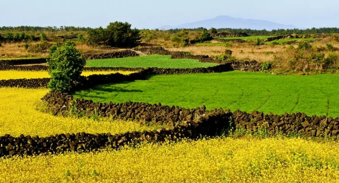 pulau jeju