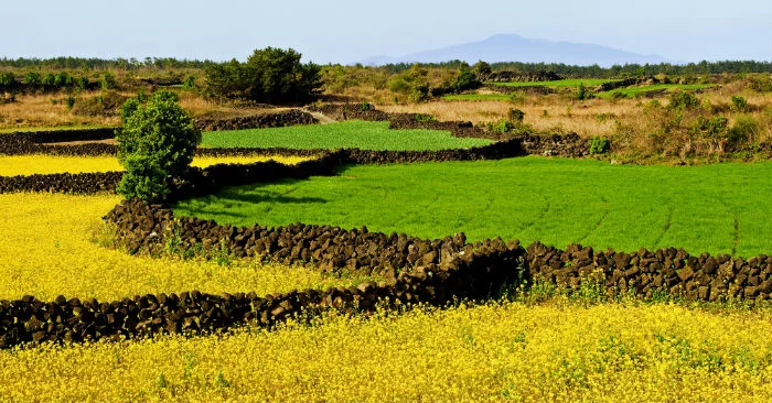 Pulau Jeju Simpan Tembok Naga Hitam Pelindung Pertanian di Korea Selatan