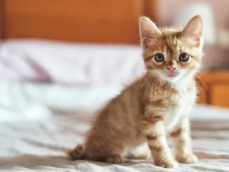 anak kucing