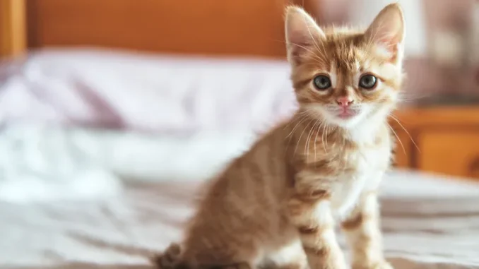 anak kucing