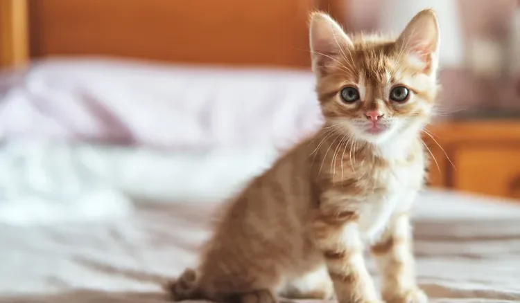 anak kucing