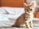 anak kucing