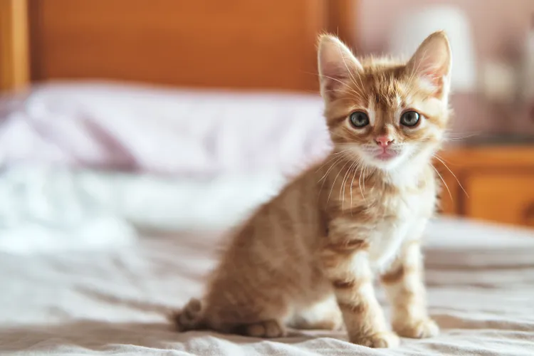 Kisah Anak Kucing Oranye Diselamatkan dari Ekskavator dan Jadi Anggota Tim Konstruksi