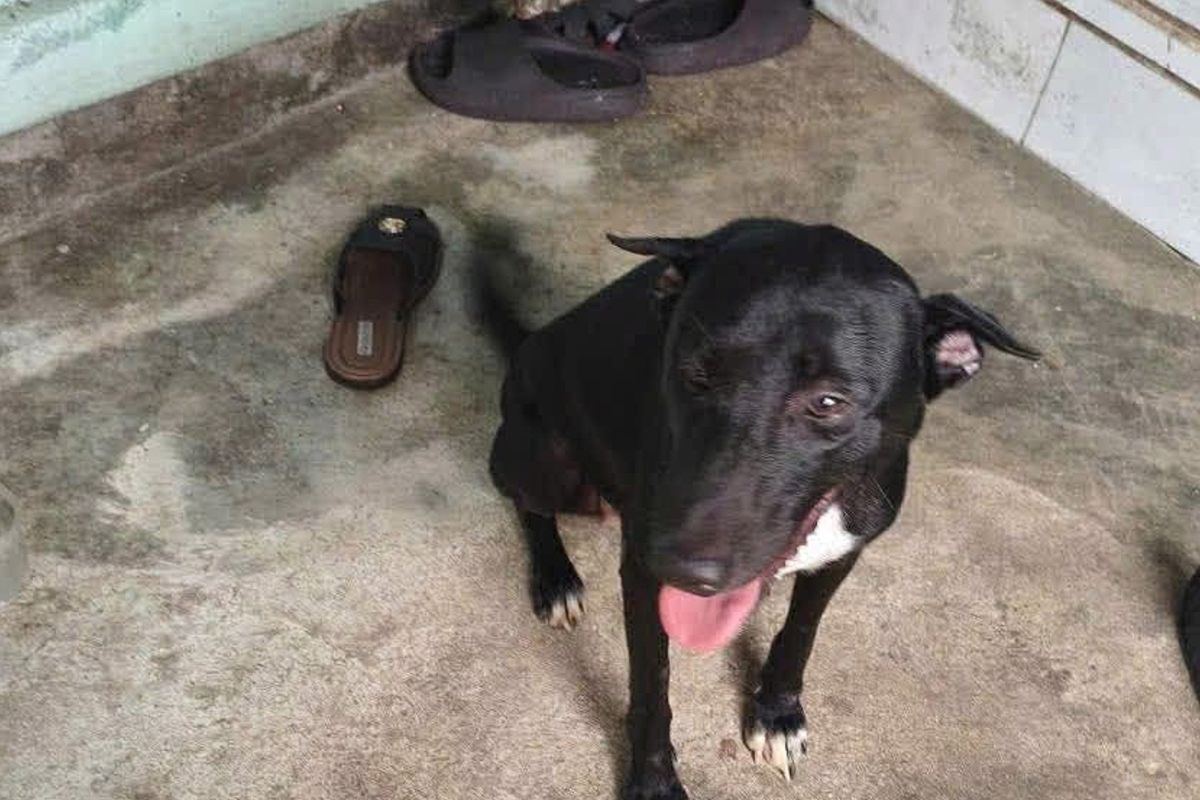 Kisah Anjing Setia Temani Bocah Tersesat 17 Jam di Gunung